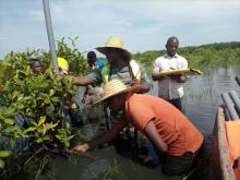 Mangrove restoration in Benin